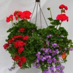 Mușcate - Mix 3 Culori - Ghiveci Suspendat de 30 cm - Înălțime 30 - 40 cm 1