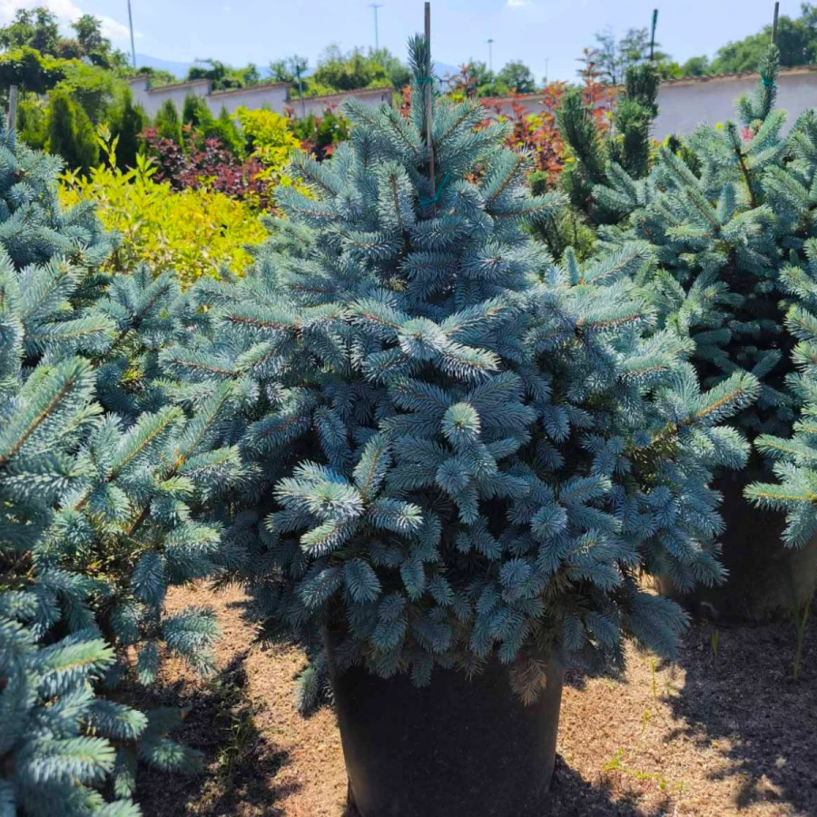 Molid argintiu (Picea pungens Super Blue Seedling) la Ghiveci de 20L (120-150 cm) 3