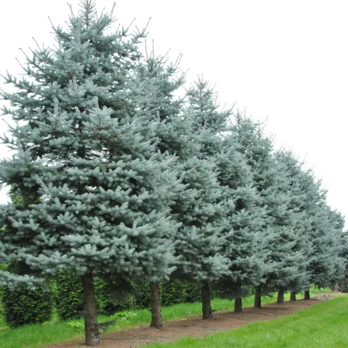 Molid argintiu (Picea pungens Super Blue Seedling) la Ghiveci de 20L (120-150 cm) 1