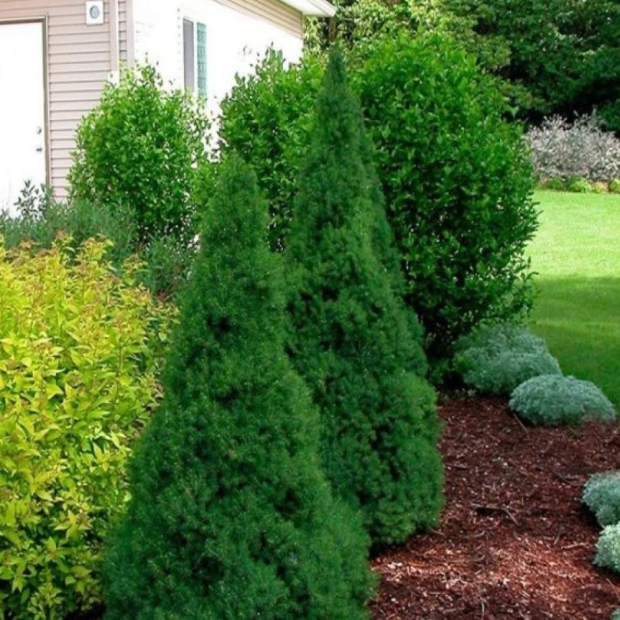 Molid Conic - Picea Glauca Conica - Ghiveci 2 L - Inaltime 50 - 60 cm 2