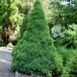 Molid Conic - Picea Glauca Conica - Ghiveci 2 L - Inaltime 50 - 60 cm 1