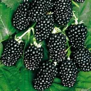 Arbust Fructifer - Mur Tufa - Gigant - Cu Radacina Nuda 1