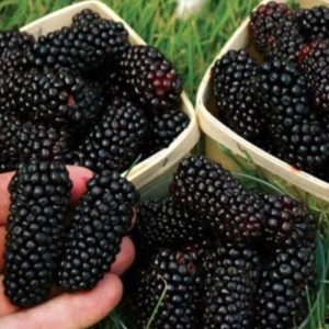 Arbust Fructifer - Mur Tufa - Rouben - Cu Radacina Nuda 1