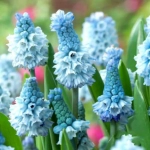 Bulbi de Muscari Azureum 1
