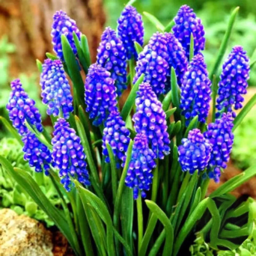 Bulbi de Muscari Dark Eyes 1