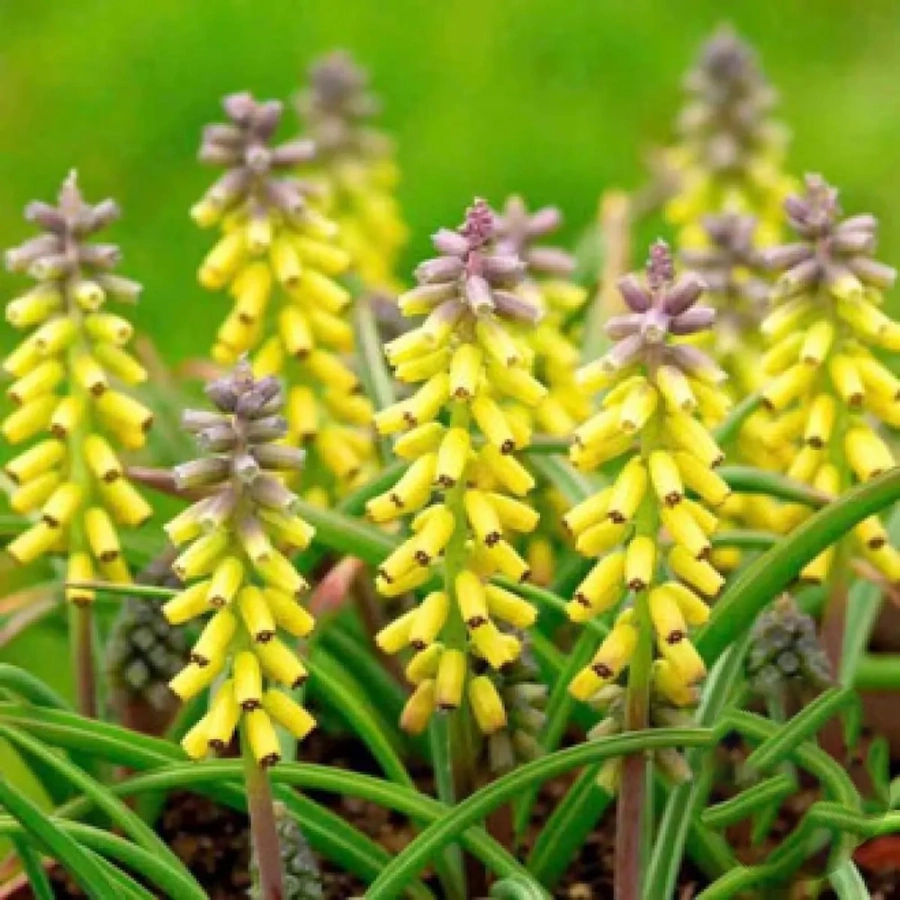 muscari-golden-fragrance Bulbi de Muscari Golden Fragrance 1