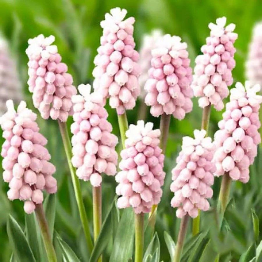 Bulbi de Muscari Pink Sunrise 1