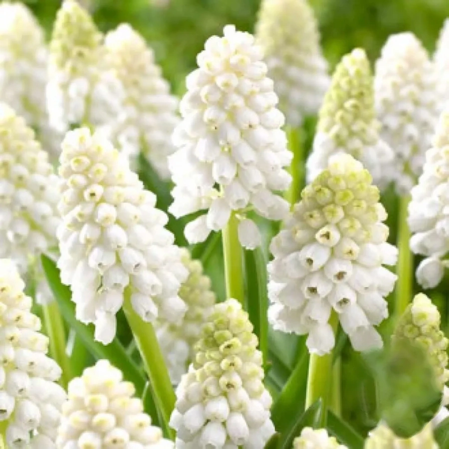 muscari-white-magic Bulbi de Muscari White Magic 1