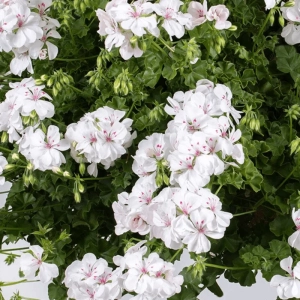 Mușcată Curgătoare - Sandy White - Ghiveci 12 cm - Înălțime 40 - 50 cm 2