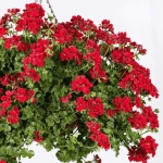 Mușcată Curgătoare - Becky Red - Ghiveci 12 cm - Înălțime 40 - 50 cm 1