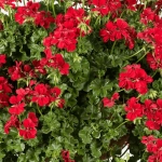 Mușcată Curgătoare - Becky Red - Ghiveci 12 cm - Înălțime 40 - 50 cm 2