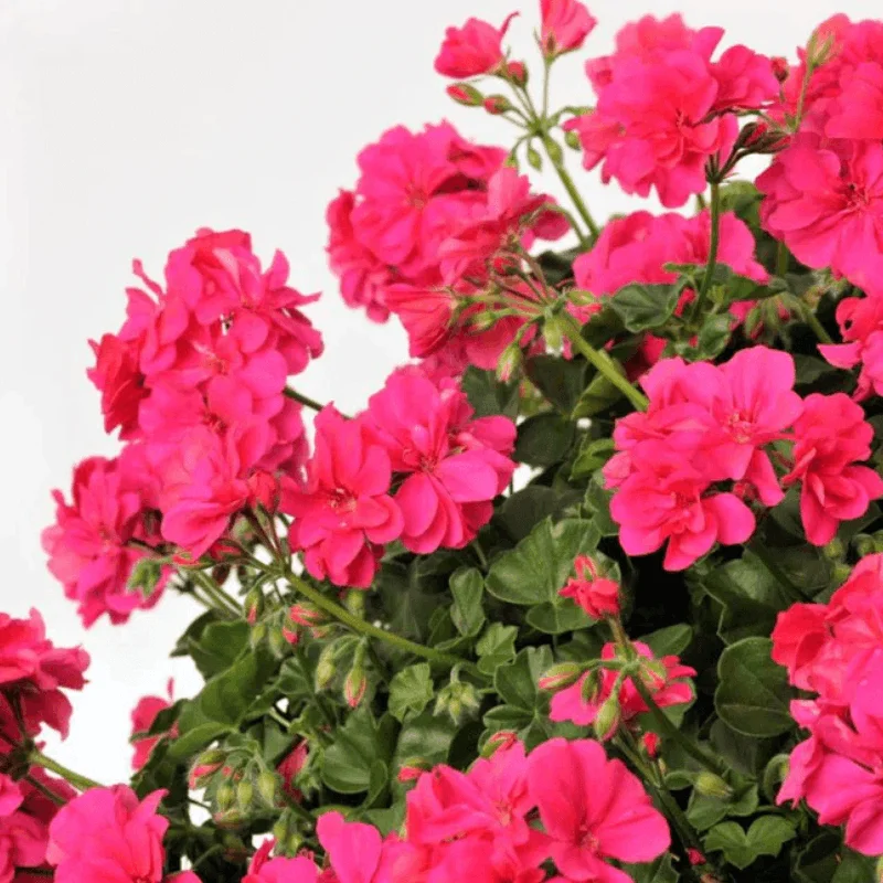 Mușcată Curgătoare - Roky Pink - Ghiveci 12 cm - Înălțime 40 - 50 cm 2