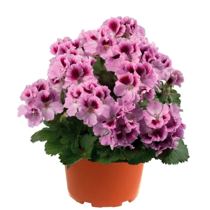 muscata-englezeasca-Belvedere Mușcată englezească - Belvedere - Ghiveci 12 cm - Înălțime 30 - 40 cm 1