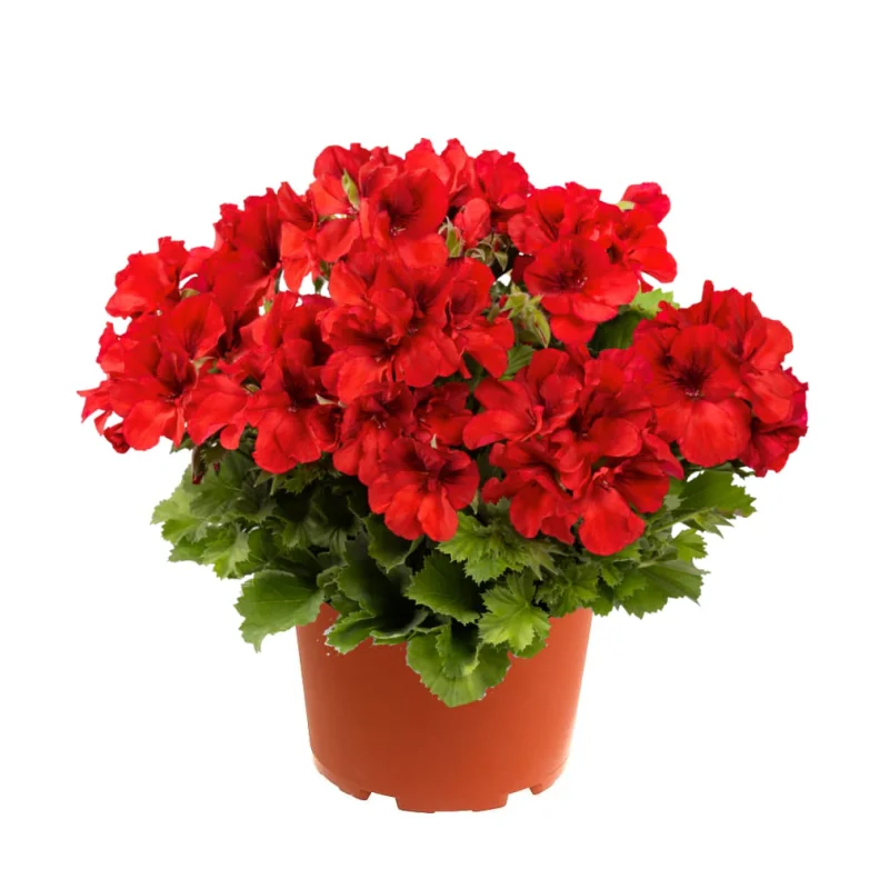 Mușcată englezească - Don Vito - Ghiveci 12 cm - Înălțime 30 - 40 cm 1