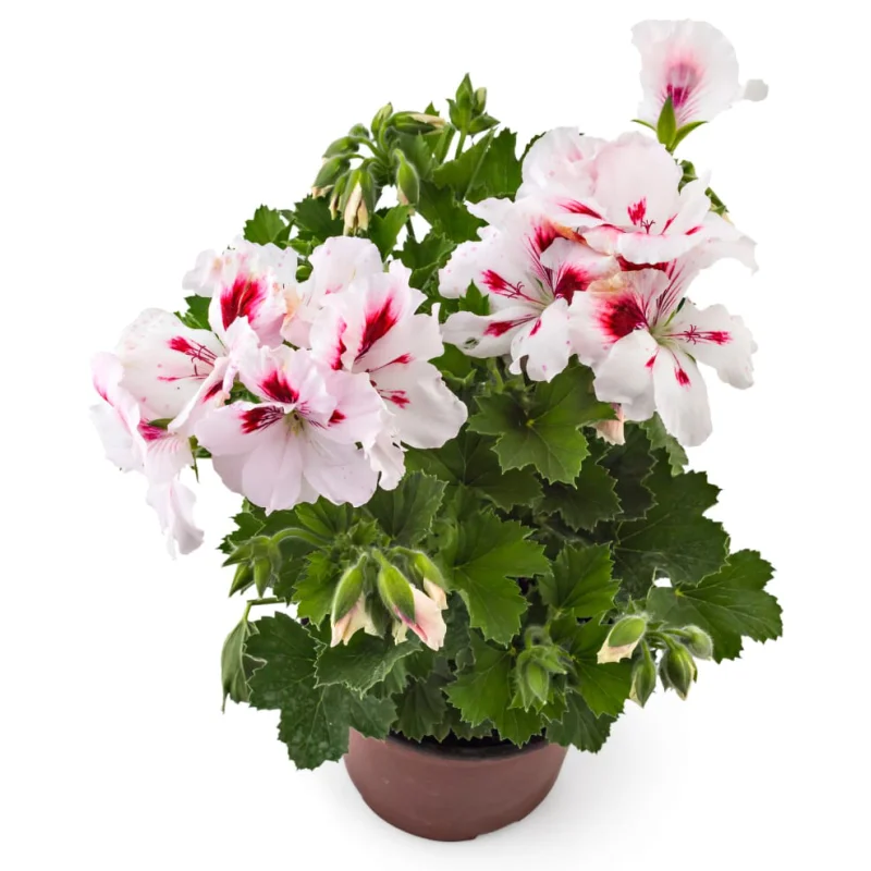 muscata-englezeasca-Francis Mușcată englezească - Francis - Ghiveci 12 cm - Înălțime 30 - 40 cm 1