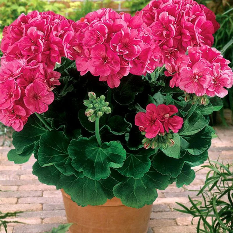 Mușcată Dreaptă - Lasley - Ghiveci 12 cm - Înălțime 30 - 40 cm 1