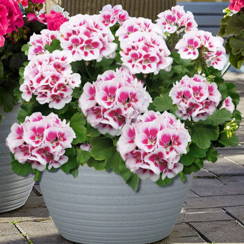 Mușcată Dreaptă - Linus - Ghiveci 12 cm - Înălțime 30 - 40 cm 1