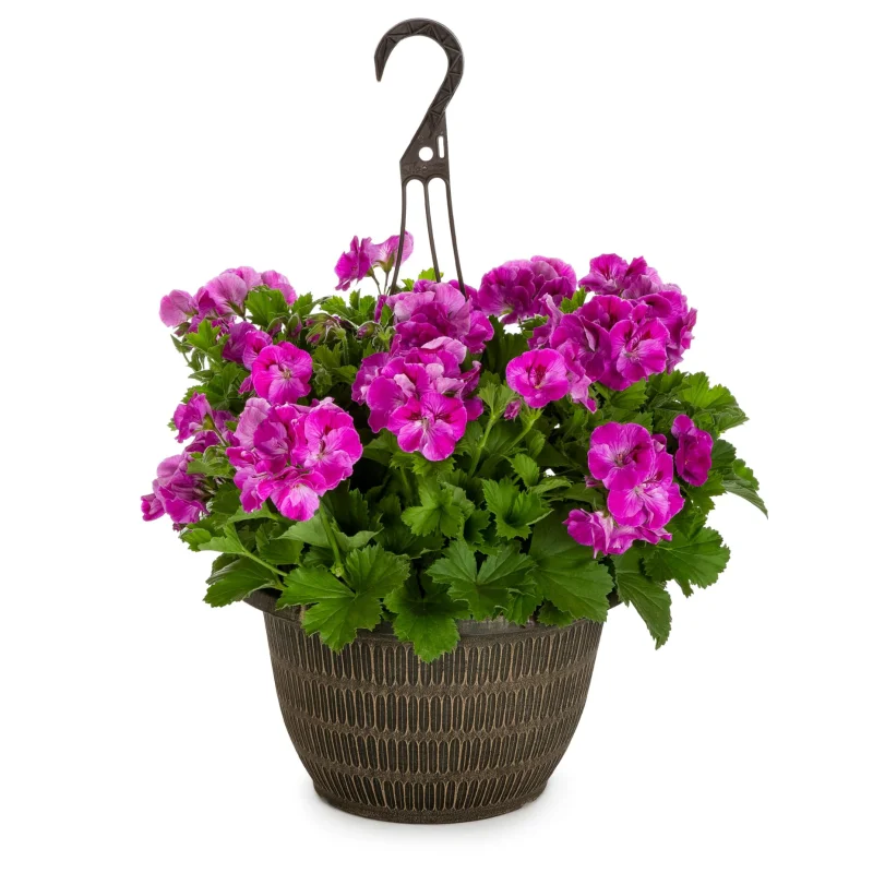 Mușcate - Plenum - Ghiveci Suspendat de 30 cm - Înălțime 30 - 40 cm 1