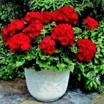 Mușcată Dreaptă - Toskana Bernd - Ghiveci 12 cm - Înălțime 30 - 40 cm 1