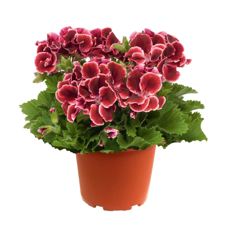 muscate-englezesti-Kate Mușcată englezească - Kate - Ghiveci 12 cm - Înălțime 30 - 40 cm 1