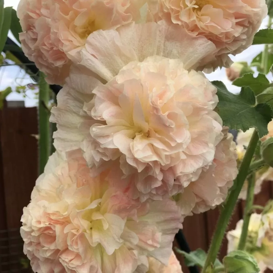 nalba-double-apricote Nalba Chaters Double Apricot 1