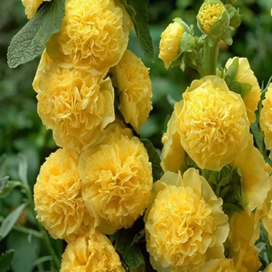 Nalba Double Yellow 1