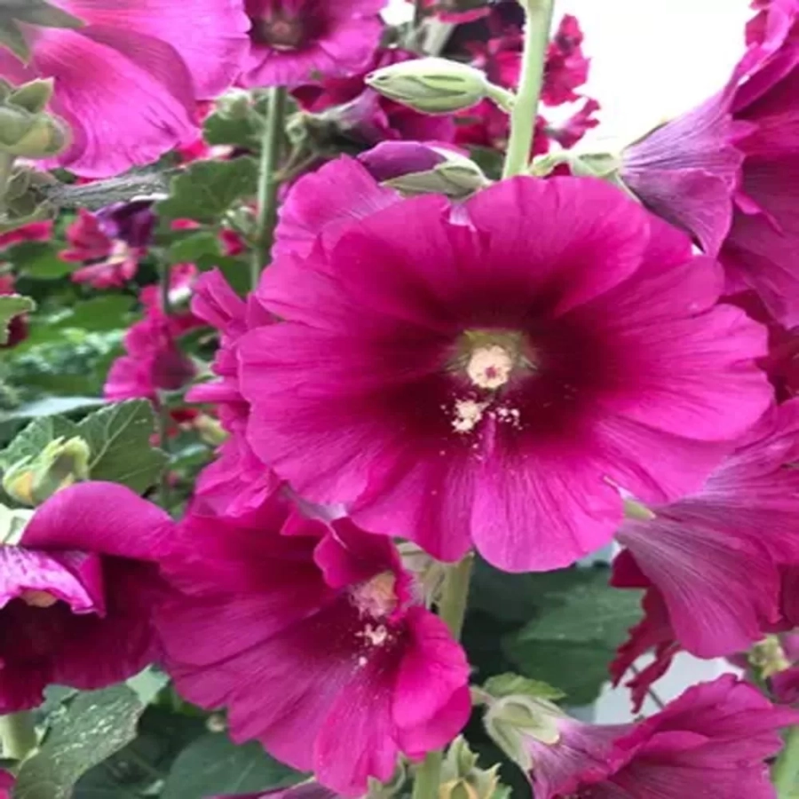 nalba-halo-cerise Nalba Halo Cerise 1