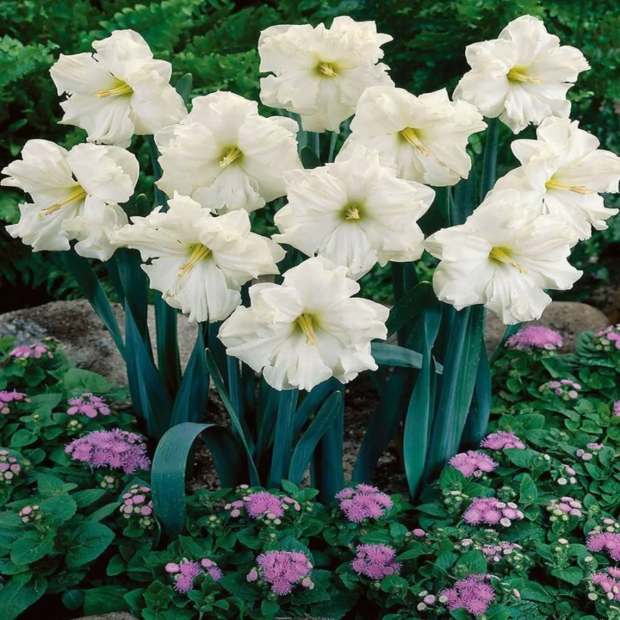 narcisa-colblanc Bulbi de Narcise Colblanc 1