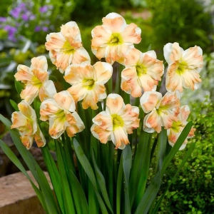 Bulbi de Narcise cum laude (14-16 cm) 1