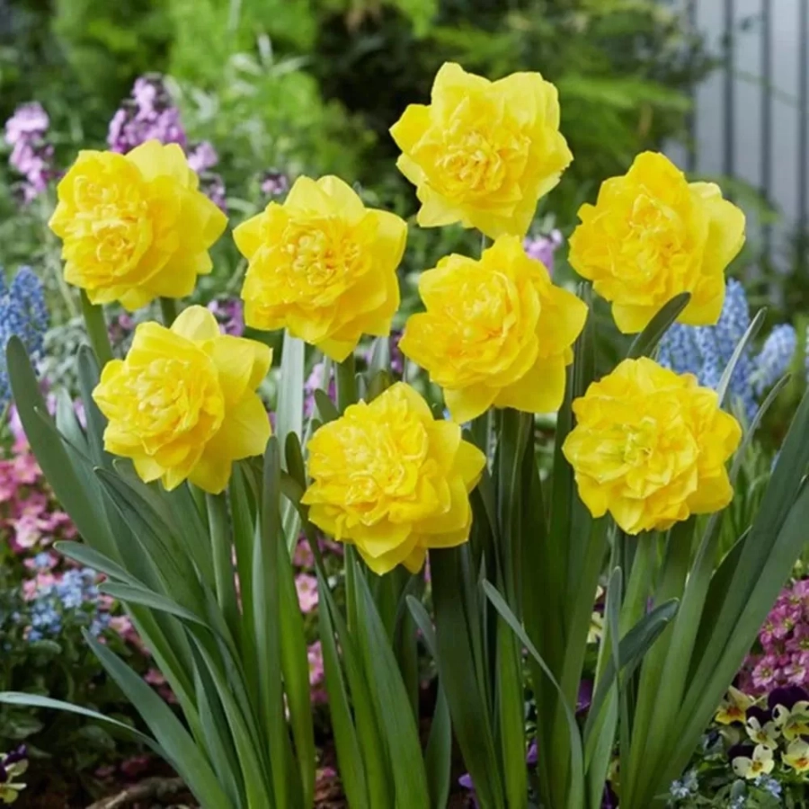 Bulbi de Narcise Double Gold Medal 1