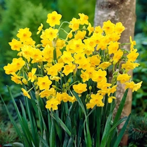 Bulbi de Narcise Grand Soleil d'or 1