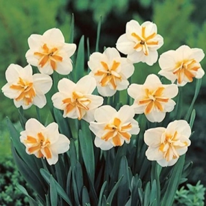 Bulbi de Narcise Sobert 1