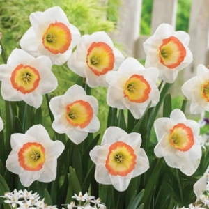 Bulbi de Narcise Barbie Doll 1