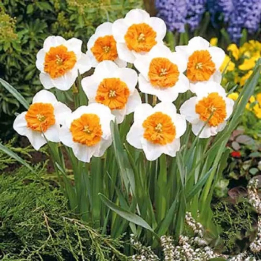 Bulbi de Narcise Bella Vista 1