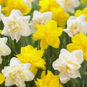 Bulbi de Narcise Bright Double Sun 1