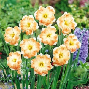 Bulbi de Narcise cum laude 1