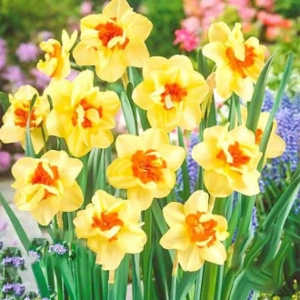 Bulbi de Narcise Double Fashion 1