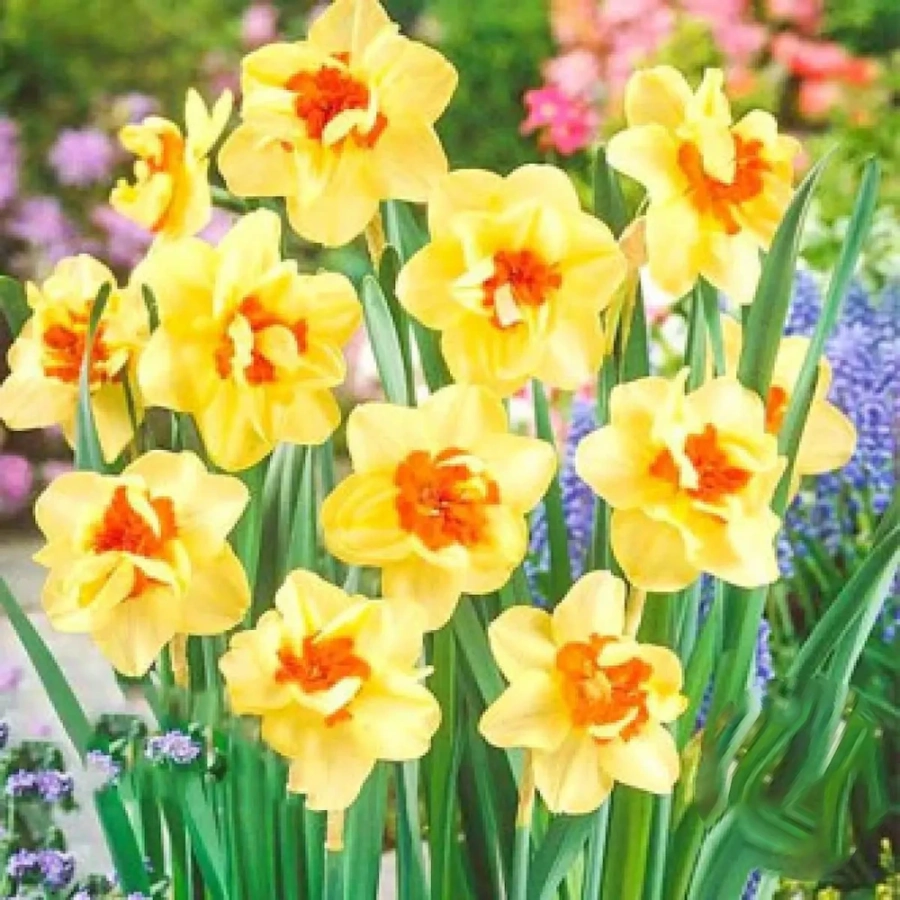 Bulbi de Narcise Double Fashion 1