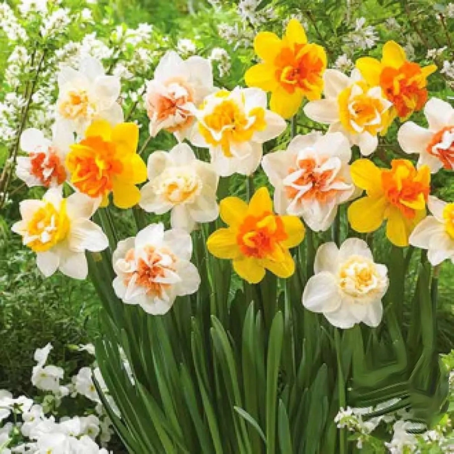 narcise-double-mix-multicolor-6179 Bulbi de Narcise double mix multicolor 1