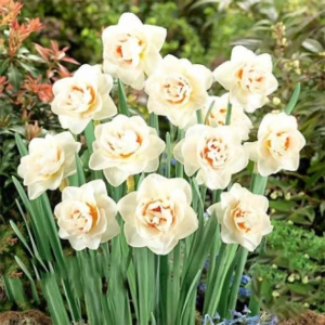 Bulbi de Narcise Flowe Parade 1