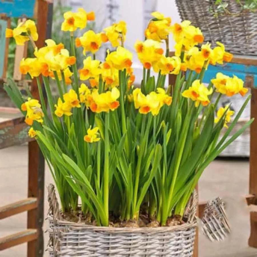 narcise-grand-soleil-dor-engross