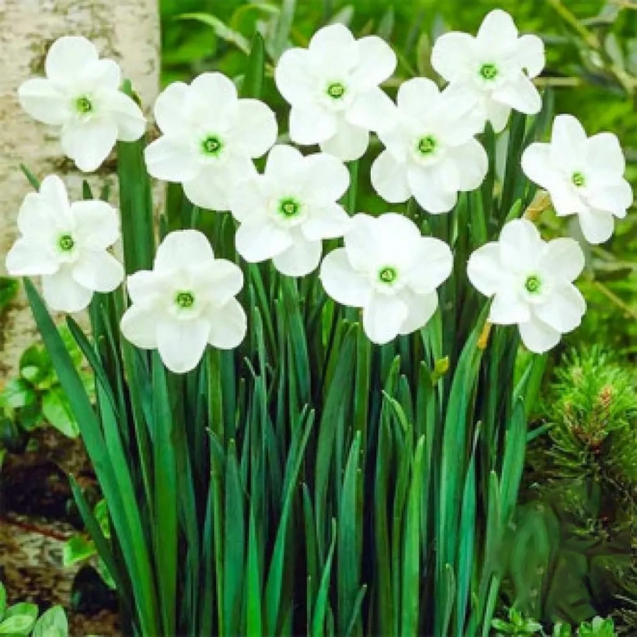 Bulbi de Narcise Green Eyed Lady 1