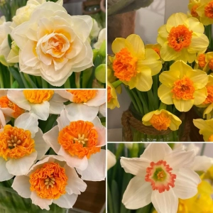 Narcise Duble Parfumate Mix 6 1