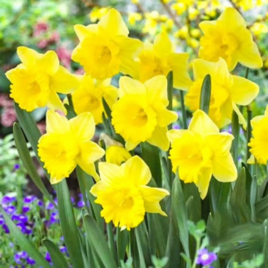 Bulbi de Narcise Park Sun 1