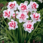 Bulbi de Narcise Replete Pink 1
