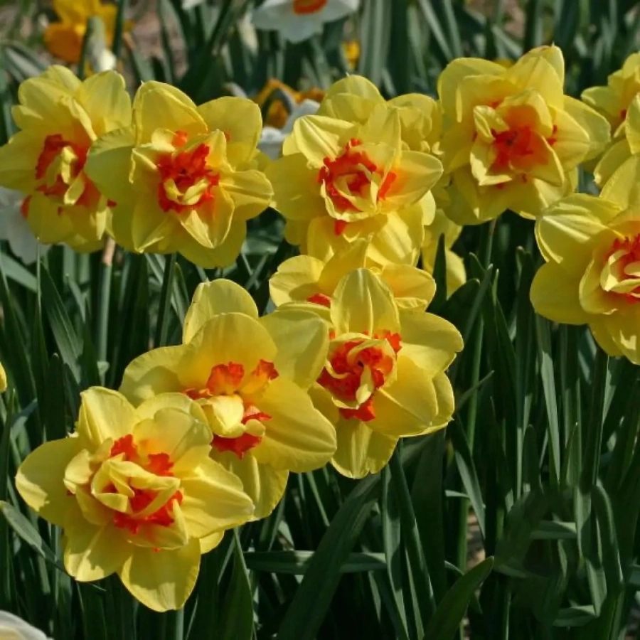 narcise-tahiti-6175 Bulbi de Narcise Tahiti 1