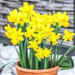 Bulbi de Narcise Tete-a-Tete 1