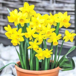 Bulbi de Narcise Tete-a-Tete 1