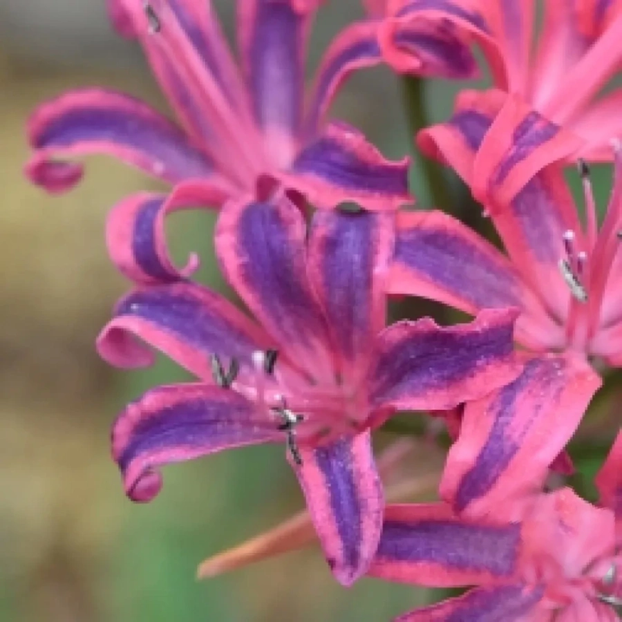 nerine-bicolor Bulbi de Nerine Bicolor 1