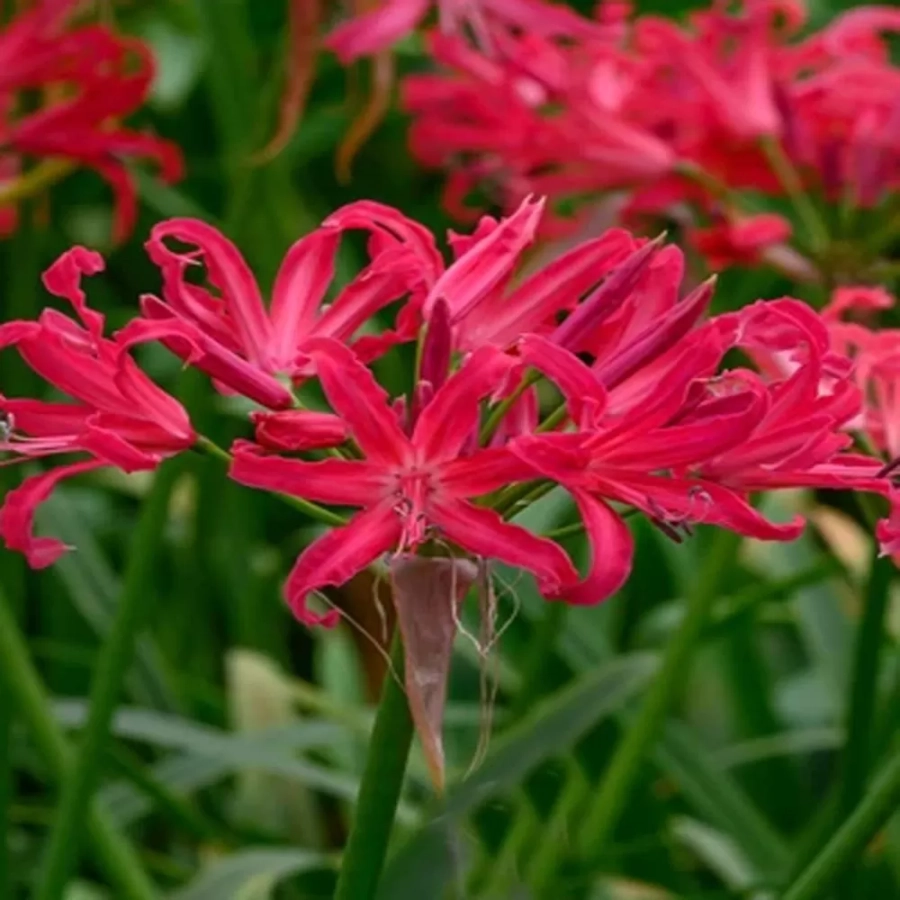 nerine-harmony Bulbi de Nerine Harmony 1